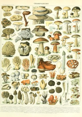 Grafika 1000 - Larousse illustration : Mushrooms , XIXth century (Grzyby)