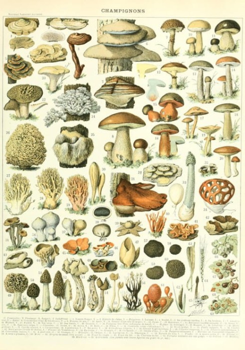 illustration-du-larousse-champignons-xixe-siecle-puzzle-1000-pieces_46868-1_fs.jpg