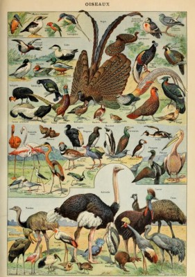 Grafika 1000 - Larousse for All illustration : Birds , XIXth Century (Ptaki)