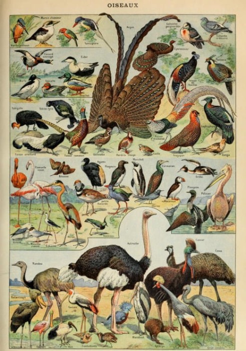 illustration-du-larousse-pour-tous-oiseaux-xixe-siecle-puzzle-1000-pieces_46873-1_fs.jpg