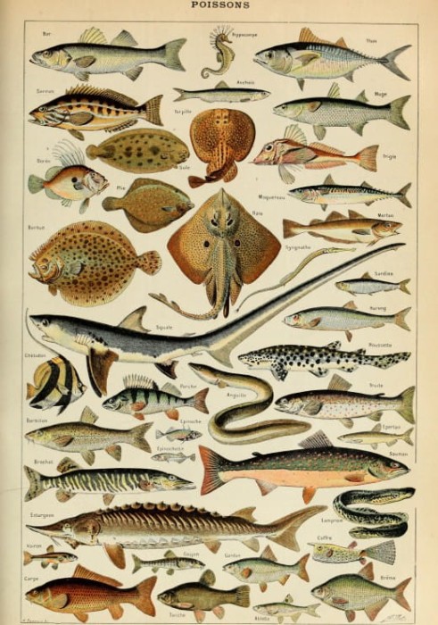 illustration-du-larousse-pour-tous-poissons-xixe-siecle-puzzle-1000-pieces_46878-1_fs.jpg