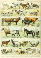 illustration-du-nouveau-larousse-illustre-mammiferes-xixe-siecle-puzzle-1000-pieces_46876-1_fs.jpg