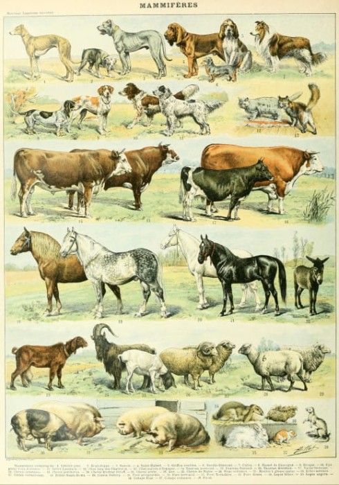 illustration-du-nouveau-larousse-illustre-mammiferes-xixe-siecle-puzzle-1000-pieces_46876-1_fs.jpg