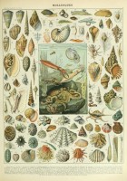 illustration-du-nouveau-larousse-illustre-mollusques-xixe-siecle-puzzle-1000-pieces_46879-1_fs.jpg