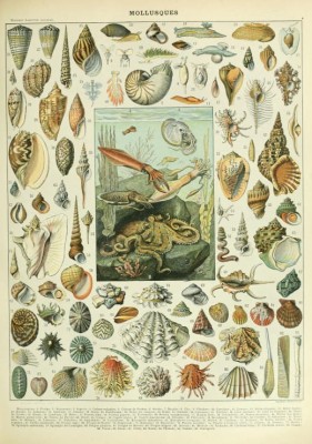 Grafika 1000 - Illustration of the New Larousse : Molluscs, XIXth Century (Mięczaki)