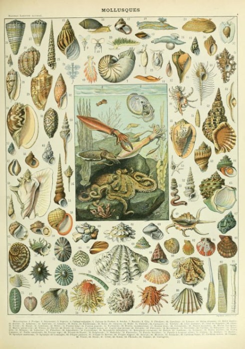 illustration-du-nouveau-larousse-illustre-mollusques-xixe-siecle-puzzle-1000-pieces_46879-1_fs.jpg