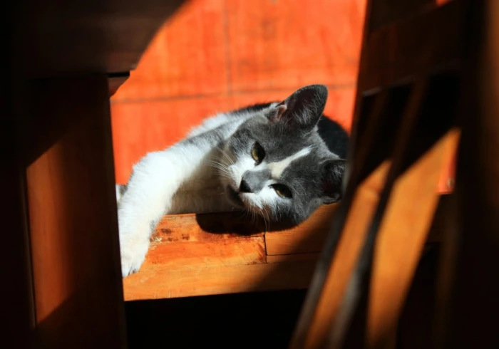 kitten-jigsaw-puzzle-1000-pieces_54215-1_fs.jpg