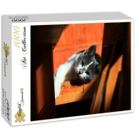 kitten-jigsaw-puzzle-1000-pieces_54215-2_fs.jpg