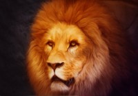 lion-jigsaw-puzzle-1000-pieces_54824-1_fs.jpg