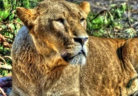 lioness-jigsaw-puzzle-1000-pieces_54833-1_fs.jpg