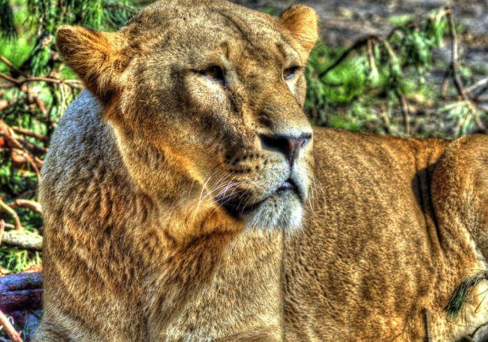 lioness-jigsaw-puzzle-1000-pieces_54833-1_fs.jpg