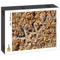 shells-and-starfish-jigsaw-puzzle-2000-pieces.86627-2.fs.jpg