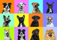 collage-de-chiens-jigsaw-puzzle-500-pieces.94037-1.fs.jpg