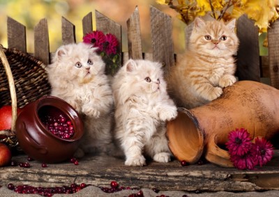 Grafika 1000 - Persian Cats