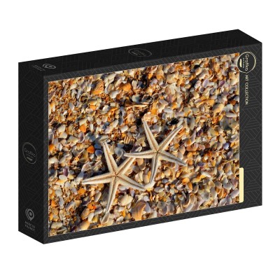 Grafika 1000 - Shells and Starfish (Muszle i rozgwiazdy)