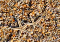 shells-and-starfish-jigsaw-puzzle-1000-pieces.94830-1.fs.jpg