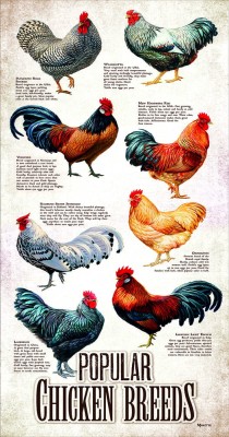 SunsOut 500 XXL - Popular Chicken Breeds