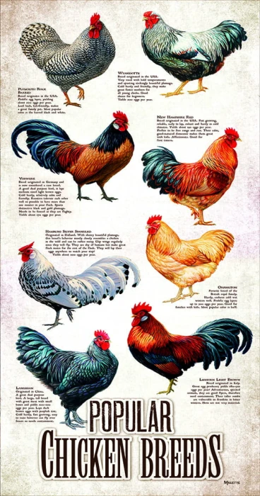xxl-pieces-popular-chicken-breeds-jigsaw-puzzle-500-pieces.94301-1.fs.jpg