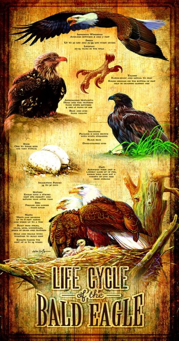 xxl-pieces-life-cycle-of-the-bald-eagle-jigsaw-puzzle-500-pieces.95490-1.fs.jpg