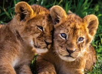 adorable-lion-babies-jigsaw-puzzle-250-pieces.85713-1.fs.jpg