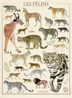 felines-national-museum-of-natural-history-jigsaw-puzzle-500-pieces.95578-1.fs.jpg