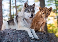 the-wolf-and-the-lion-jigsaw-puzzle-500-pieces.95585-1.fs.jpg