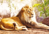 the-king-of-the-savannah-jigsaw-puzzle-1500-pieces.89851-1.fs.jpg