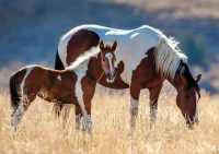 mare-and-her-foal-jigsaw-puzzle-1500-pieces.95581-1.fs.jpg