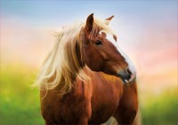 pol_pl_Puzzle-500-el-Kon-na-tle-wschodzacego-slonca-7373_2.jpg