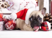 christmas-puppy-jigsaw-puzzle-2000-pieces.86434-1.fs.jpg