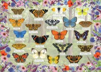 pol_pl_Puzzle-1000-el-Piekne-motyle-9522_2.jpg
