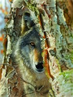 xxl-pieces-wolf-encounter-jigsaw-puzzle-500-pieces.95862-1.fs.jpg