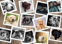 chiens-jigsaw-puzzle-1500-pieces.59644-1.fs.jpg