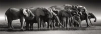 clementoni-puzzle-1000el-panorama-hq-herd-of-gia (1).jpg