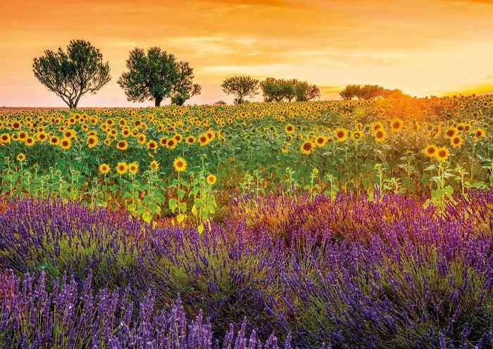 field-with-sunflowers-jigsaw-puzzle-1500-pieces_63858-1_fs.jpg