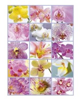 collage-dorchidees-puzzle-1500-pieces_49058-1_fs.jpg