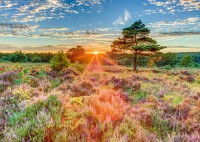 pol_pl_PQ-Puzzle-1000-el-Zachod-slonca-na-wrzosowisku-9922_2.jpg