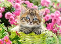 111039.webp.webp