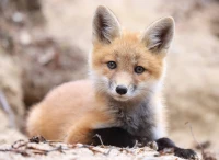 wild-life-collection-little-fox-jigsaw-puzzle-500-pieces.96515-1.fs.jpg