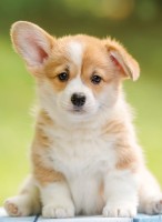 niedlicher-corgi-500-teile--puzzle.97670-1.fs.jpg