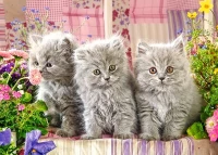 27491-1.webp.webp