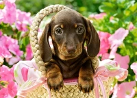 27514-1.webp.webp