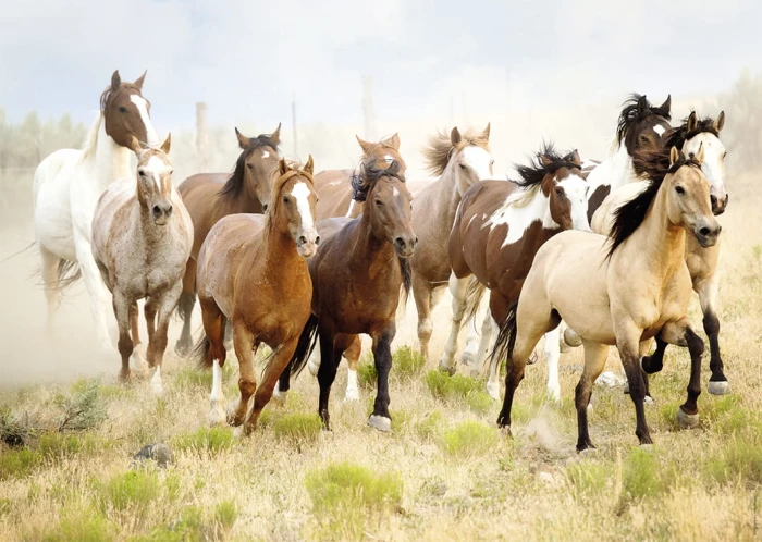 riding-in-the-desert-jigsaw-puzzle-1000-pieces_72651-1_fs.jpg