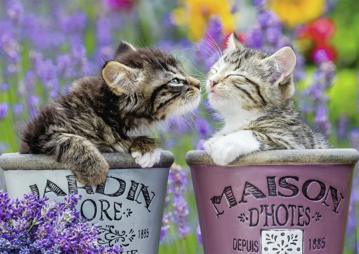 kittens-kisses-jigsaw-puzzle-1000-pieces_72650-1_fs.jpg
