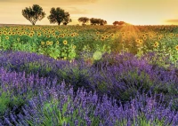 fields-of-provence-jigsaw-puzzle-1000-pieces_62542-1_fs.jpg