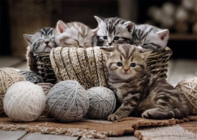 Nathan 1500 - Kittens