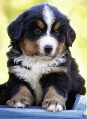 Nathan 500 - Cute Puppy