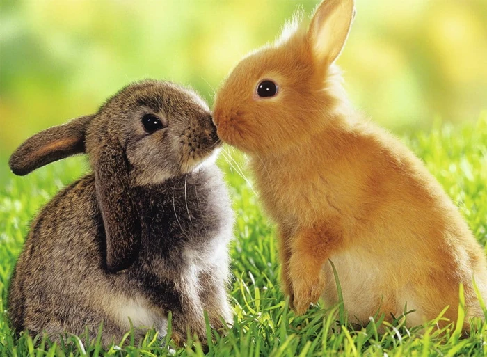 rabbit-kisses-jigsaw-puzzle-500-pieces_62525-1_fs.jpg