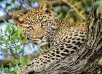 through-the-eyes-of-the-leopard-jigsaw-puzzle-500-pieces.97671-1.fs.jpg