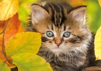 kitten-jigsaw-puzzle-1500-pieces.83078-1.fs.jpg